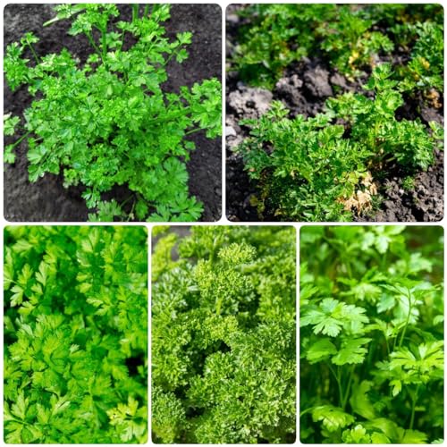 Generic 150 pezzi semi di prezzemolo perenni biologici, semi di erbe selvatiche, semi regalo, Petroselinum Crispum, giardino di erbe, semi di erbe medicinali per letto da balcone, semi di piante da balco