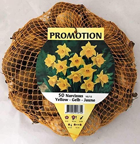 Generic Offrire 50 Narcisi giallo Bulbi Daffoldils Aiuole Autumn Garden Bulbi