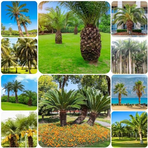 WJKWY-Q Acquista 100 pezzi di semi di palma semi di piante d'appartamento di alberi bonzai di palma resistente, Trachycarpus fortunei, piante resistenti per giardi mini giardi bonsai albero se