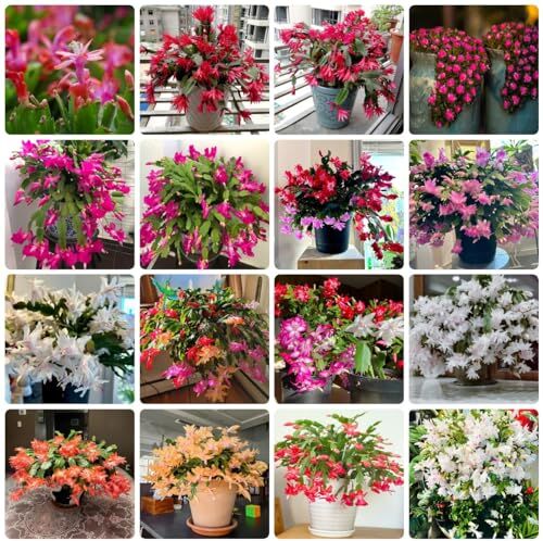 WJKWY-Q 150 pezzi Pianta di cactus di Natale acquista semi semi di balcone serra semi di prato Zygocactus truncatus, Schlumbergera decorazione soggior moder balcone fiori semi bonsai decorazio