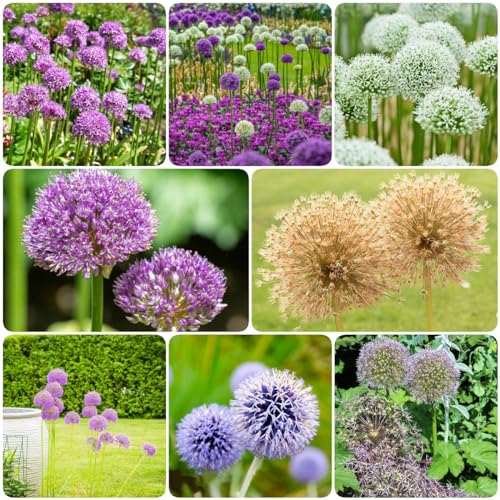 WJKWY-Q 5 pezzi bulbi di allium, perenne resistente, regali di bulbi di fiori per cipolle ornamentali, cipolle giganti, cipolle di aconiti invernali, piante perenni resistenti, piante in vaso per la