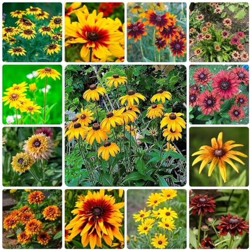 Generic 250 Pezzi Di Semi Di Coneflower Perenni, Piante Aromatiche, Fiori Per Balcone, Semi Di Fiori Recisi (Rudbeckia Laciniata), Piante Da Appartamento Purificanti Dell'Aria, Semi Biologici, Decor