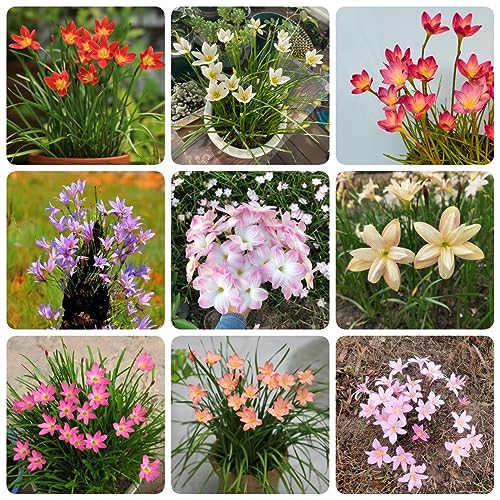 Generic 12 pz bulbi di zephyranthes, bulbi freschi, fioriscono fiori resistenti, Zephyranthes candida, piante perenni resistenti, piante perenni pianta resistente all'esterno piante perenni