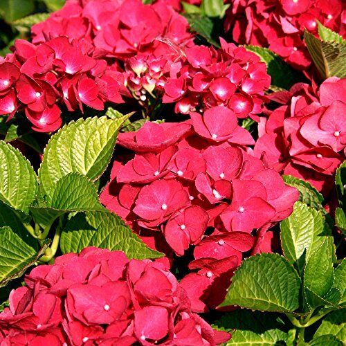 GardenersDream 1 pianta resistente in vaso di arbusto deciduo HYDRANGEA MACROPHYLLA 'TELLER RED'.