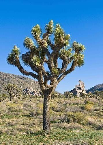 TROPICA Joshua Tree (Yucca brevifolia) 10 semi