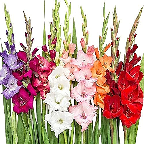 BSptyy 20 pezzi Mix Gladiolus Bulbs Tuberi per piantare Aroma fresco Decorativo Giardino domestico Balcone Cortile Può essere raccolto tutto l'anno