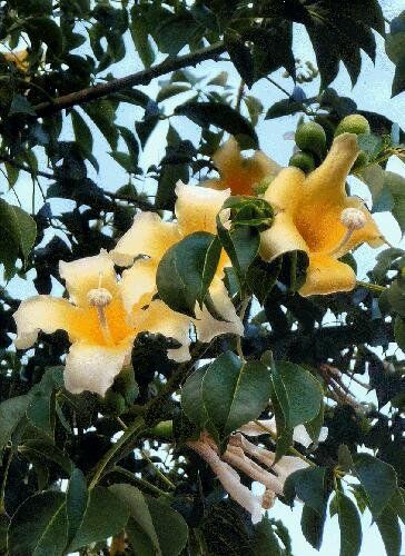 TROPICA Albero bottiglia Sudamerica (Chorisia insignis syn. Ceiba insignis) 20 Semi- Magic l