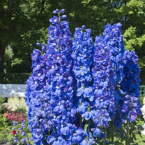 Generic Delphinium Larkspur Seeds Pianta,Semi di fiori,Semi di fiori selvatici,Fiori decorativi,Semi di letto rialzato Regalo Fiori di campo Estate Fiori 150 semi(blu)