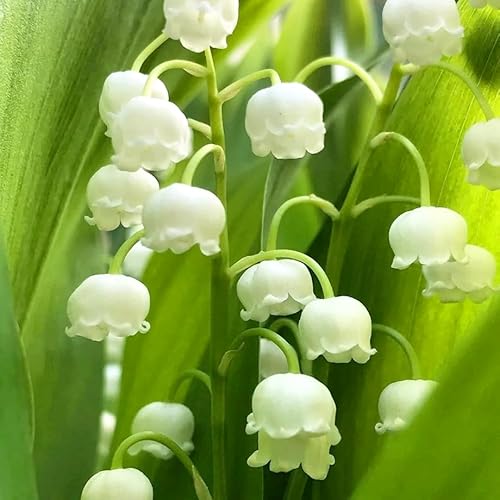 Zexten Convallaria majalis Rhizomes-Mughetto rizomi Piante bianco perenni all'aperto, specie rare, splendide decorazioni per balconi, (10)