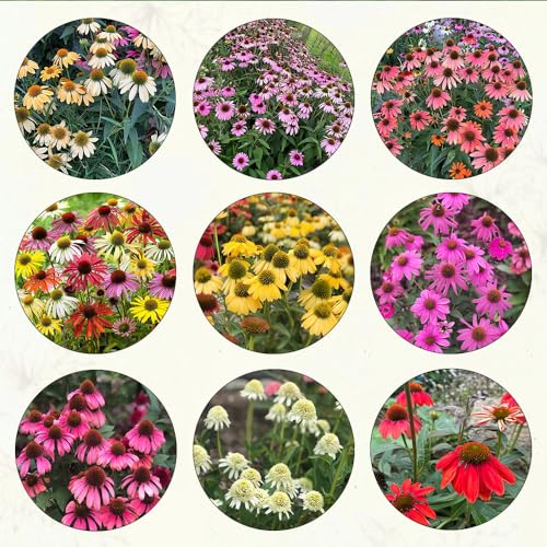 Generic 400 pezzi di semi resistenti di piante di coneflower, prodotti sostenibili, Echinacea purpurea, giardi inter api prato piante decorative piante perenni resistenti vaso bonsai piante d'ap