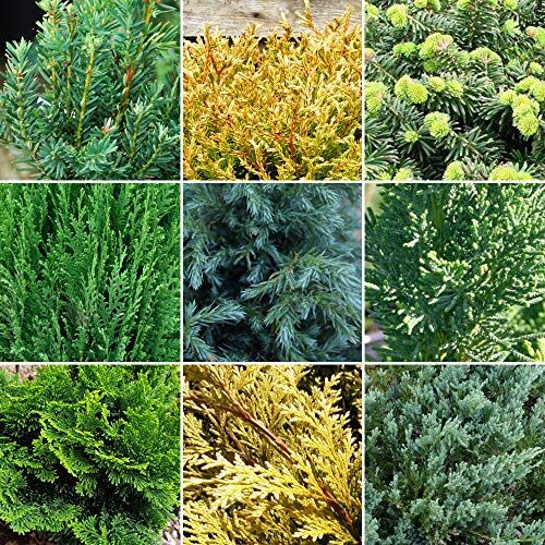 GardenersDream 3 X Mix di Piante di Conifere Sempreverdi Resistenti Arbusti per Esterni da Giardino   Vasi da 9 cm