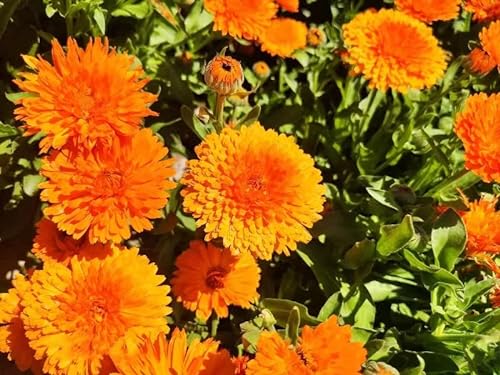 Generic NO-GMO 180 Semi, Arancia English Calendula Officinalis Flower Seeds, Arancia, Oro