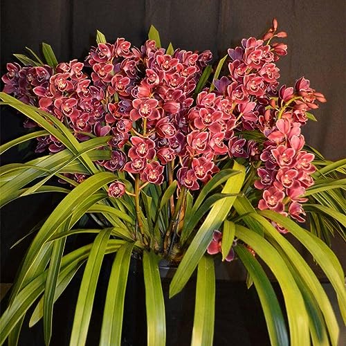 PIUS Cymbidium Bulbos, pianta delle Orquídeas, Orquídeas bulbos, bulbi di piante Cymbidium, Winterharte, fiori da giardino, piante rare, facili da coltivare, fiori ornamentali-8 Bulbos-H