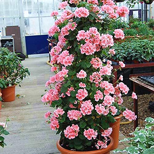 Bloom Green Co. Rare Geranio Bonsai rampicanti Geranio Pelargonium Collection perenne fiore Pianta in vaso bonsai 100 Pz: 4
