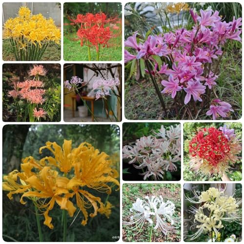 Generic 5 Bulbi Di Lycoris Radiata, Acquistare Bulbi Di Giglio Di Rag, Bulbi Di Cipolla Ornamentali, Bulbi Di Giglio Di Rag Perenni Resistenti, Piante Resistenti Per Balcone, Fiori Da Giardi,