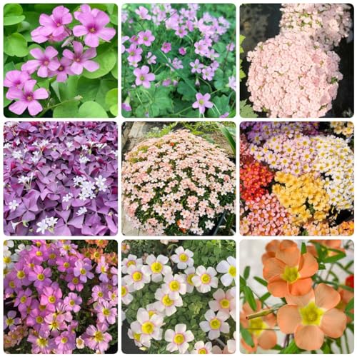 Generic 4 bulbi di Oxalis Triangularis, piante decorative per tetto, foglie di trifoglio, fiori di trifoglio portafortuna, aconiti invernali, cipolle, fiori perenni resistenti, fiori di mezzogior,