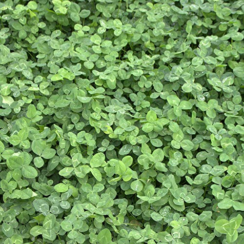 Freudenberger Trifoglio Bianco (Trifolium Repens) 10 kg Kriechklee Singolo Semi Concime Verde Pascolo