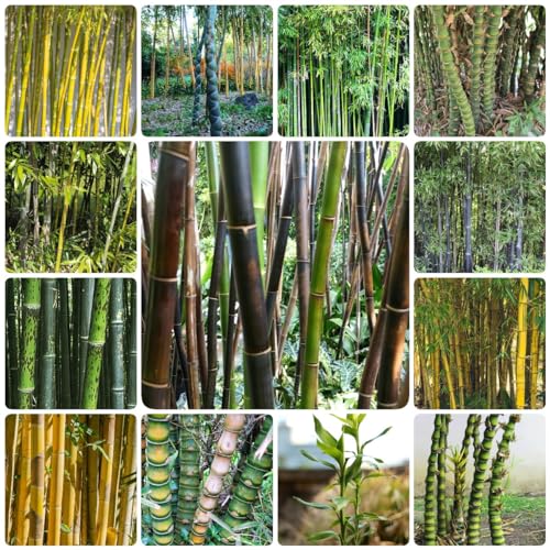 Generic 350 pezzi di semi di albero di bambù regali sostenibili per le donne, Fargesia spathacea, giardinaggio purificazione dell'aria piante da appartamento vasi per piante camera bonsai regali d
