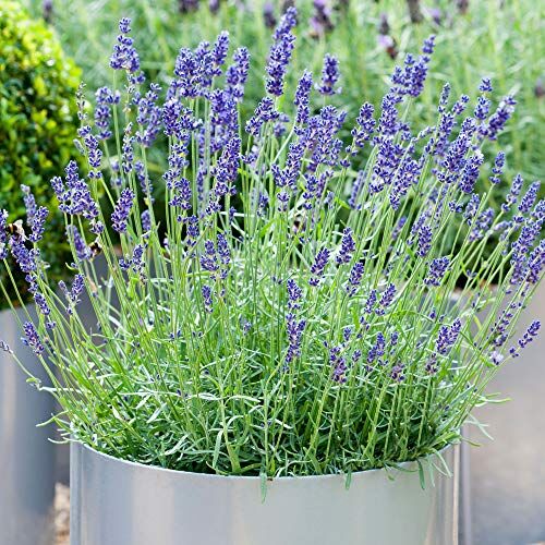 GardenersDream Lavandula angustifolia   Pianta di Lavanda Inglese   Arbusto Sempreverde (1 Pianta)