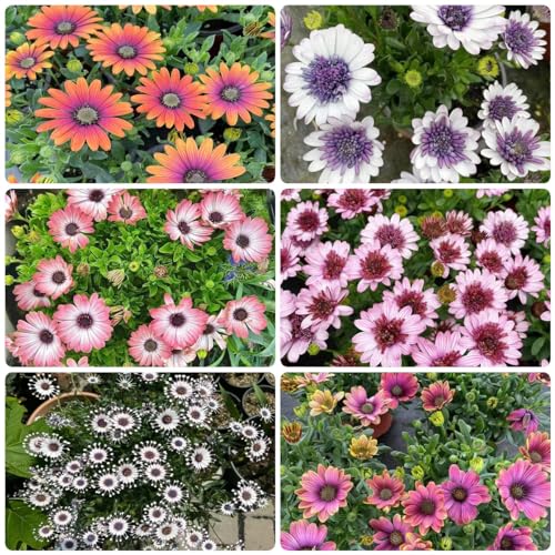 Generic 350 pezzi semi di Osteospermum ecklonis piante in vaso resistenti semi di piante decorazione floreale piccolo regalo per le donne piante perenni resistenti semi di prato fiorito perenne vaso