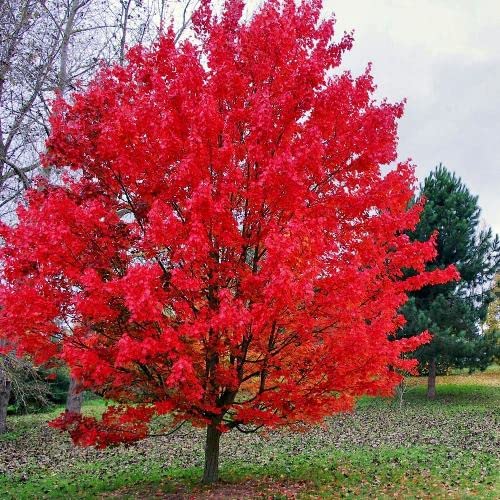 CIFO Acer rubrum (Acero rosso, Acero scarlatto) [H. 50 cm.]