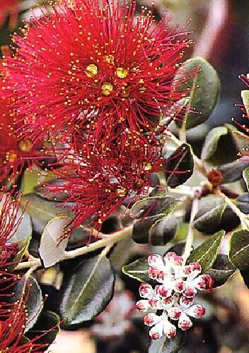 TROPICA Nuovo slancio. Albero di Natale (Metrosideros excelsa syn. M. tomentosa) 300 Semi- Australia