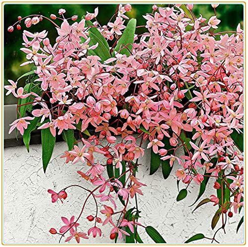 Generic Clematis armandii   Bouquet di fiori decorazione da giardino decorazione / piante esotiche facili da piantare / alte-3seeds,B