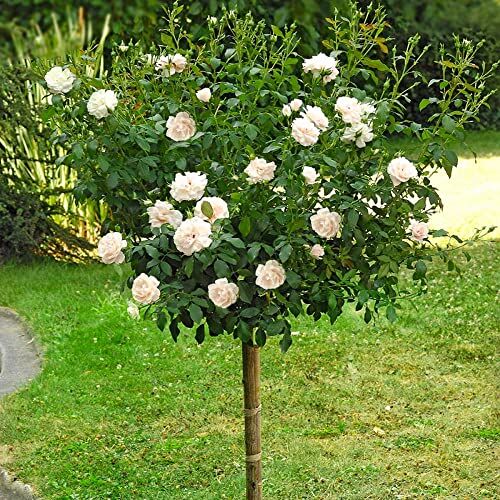 Generico Pianta ROSA BREVETTATA JARDINS DE BAGATELLE® alberello BIANCA ROSA MEILLAND vaso24 MEILLAND AMDGarden