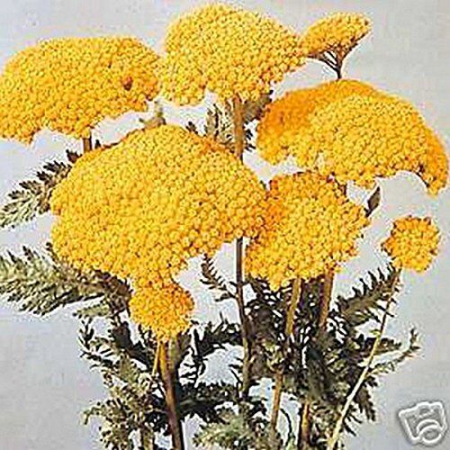 SVI Achillea (Achillea filipendulina) Parker- giallo-250 semi