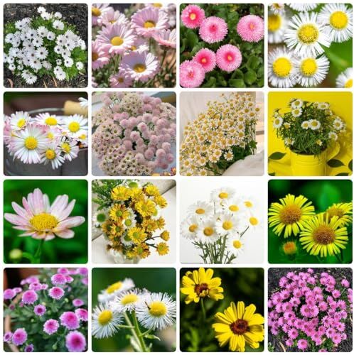 Generic 400 Pezzi Semi Di Margherita Perenni Semi Di Fiori Balcone, Piante In Vaso Resistenti, Bellis Perennis, Semi Di Fiori Regalo Per Gli Ospiti, Piante Perenni Resistenti Fiori Perenni Prato S