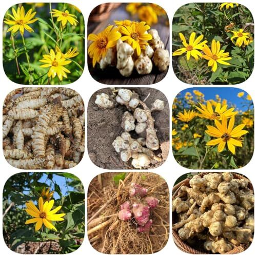 Generic 22 pezzi tuberi di bulbi topinambur Bulbi biologica piante resistenti all'inver per balcone, Helianthus tuberosus, Bulbi piante di verdure pianta d'appartamento piante di verdure regali so