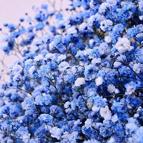 WJKWY-Q 80 pezzi Gypsophila Seeds Perenni Semi di fiori Favore dell'ospite, Gypsophilia Paniculata, Bloom Bee Friendly Semi di fiori Piante resistenti per giardi Regali sostenibili