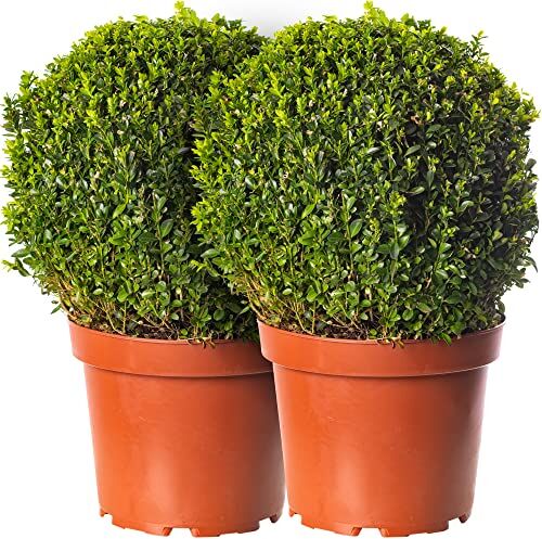 GardenersDream Pacco di 2 sfere di bosso Buxus, diametro 30cm, vere piante sempreverdi da giardino.