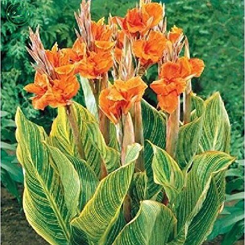 semi Canna Belle Semi di fiori d'arancio Canna indica fiori di giglio pianta da giardino 20pcs B01