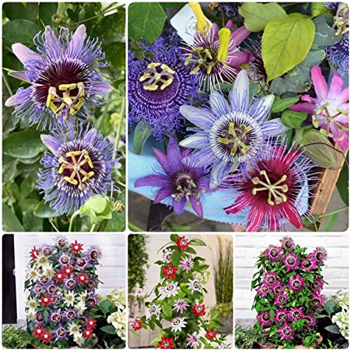 Generic passiflora pianta semi Passiflora caerulea Rampicanti Resistenti Fiori Mazzo Di Fiori Per Giardi Domestico, Mescolare La Pianta Semi Di Fiori Da Piantare stri Semi Biologici 25 Pezzi