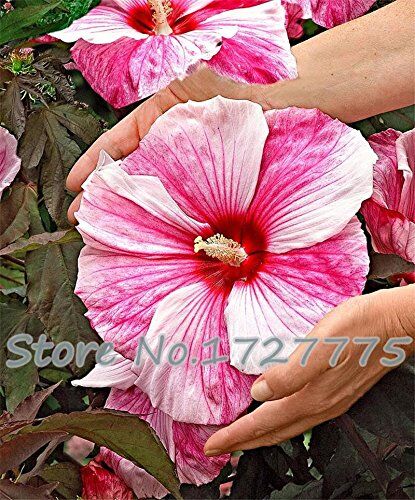 Generic 100 semi gigante di fiori di ibisco Hardy, miscela di colore, giardino domestico di DIY in vaso o cortile fiore pianta