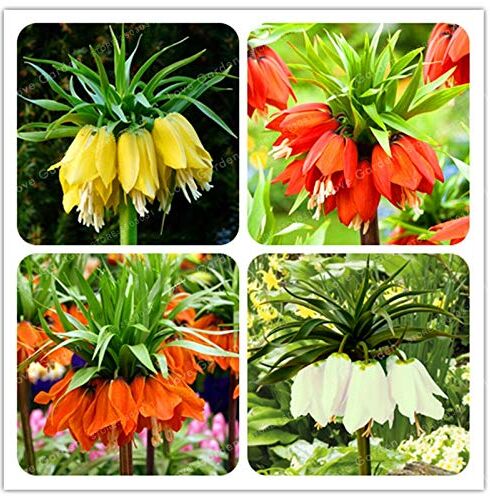 Pinkdose 30 PCS Corona Imperiale impianto Wang Fritillaria pianta facile da coltivare il giardino domestico di Ground Cover Plant Vedi pianta rara bonsai Facile Grow: MIX