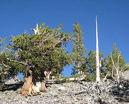 Astonish Pacchetto semi: 5 semi di semi di Pinus Longaeva Great Basin pino di Bristlecone