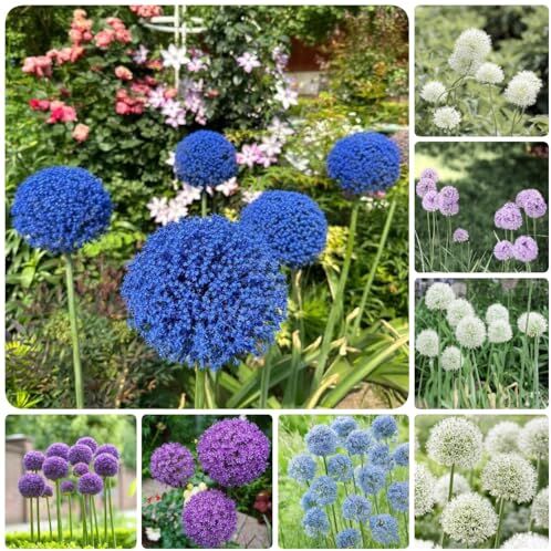 Generic 15 bulbi di allium giganteum, piante da giardi, bulbi perenni resistenti, bulbi ornamentale bulbi gigante coltura idroponica, serie di piante rare bulbi a fioritura primaverile,