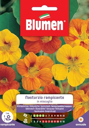 Blumen SEMI NASTURZIO RAMPICANTE MIX