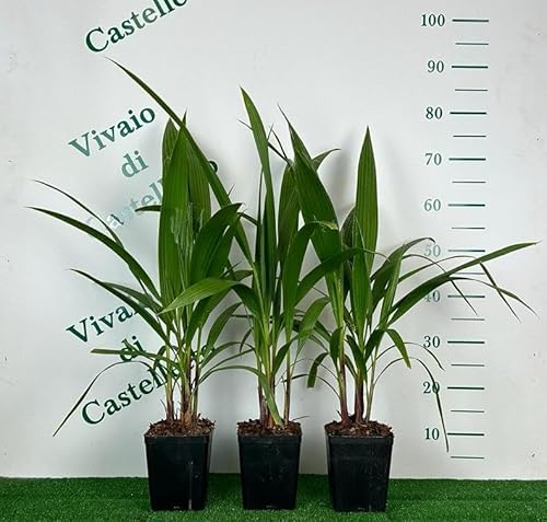 Vivaio di Castelletto Palma californiana "Washingtonia filifera" pianta in vaso 12x12 cm 2 litri FOTO REALI