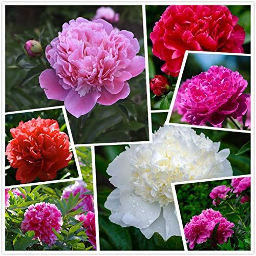 hua xian zi Cotton Candy Peony Mix （50+） Seeds Flowers Pack Easy Grow Planting for Outdoor Pink red White