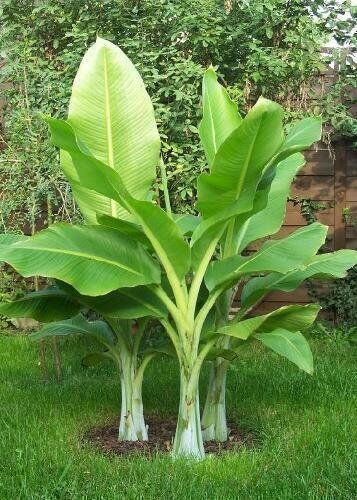 TROPICA Grande Banano delle Nevi (Ensete glaucum o Ensete wilsonii) 10 Semi