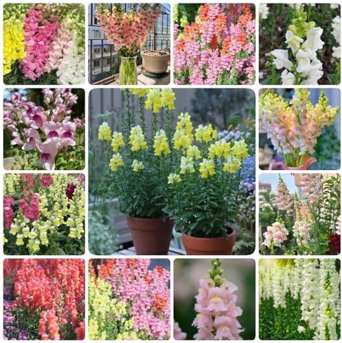 Generic 250 pezzi semi di piante di bocca di leone piante da appartamento, Antirrhinum majus, decorazione semi di fiori di campo semi resistenti perenni piante resistenti per giardi semi di prat