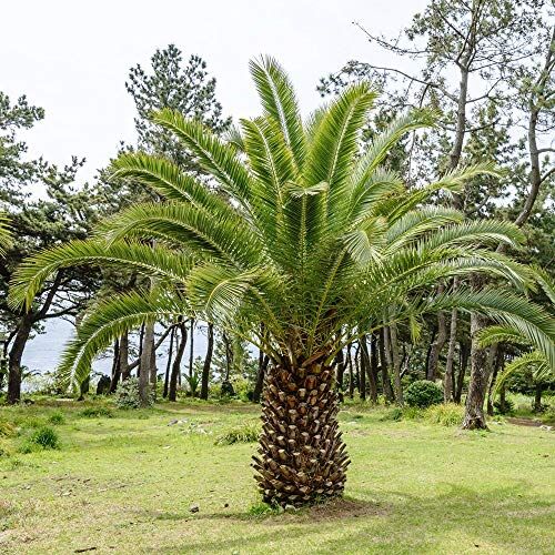 Legutko Isola Canaria Date Semi di palma Phoenix canariensis