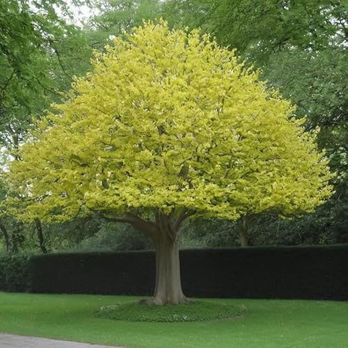 Generico Liriodendron Tulipifera ALBERO DEI TULIPANI fiore BIANCO H90CM vaso16 FOTO REALE AMDGarden