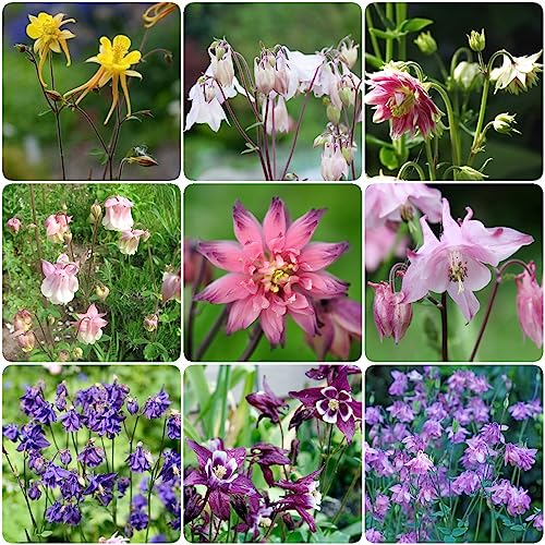 Generic 500 pz semi di aquilegia selvatica piante perenni,Aquilegia vulgaris, semi di fiori Piante aromatiche perenni da giardino giardino interno Crea un giardino perfetto Guardare i