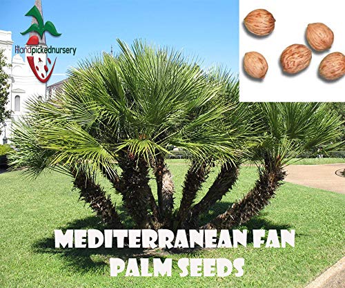 PLAT FIRM SEMI DI GERMINAZIONE: 25 Mittelmeer Palma Samen (Chamaerops humilis) von gepflückt de main