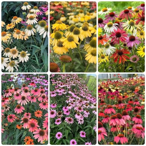 Generic 200 pezzi di semi di coneflower, regalo di semi di fiori perenni resistenti, Echinacea purpurea, piante decorative, piante perenni resistenti, regali da giardi per uomini, letto rialzato,