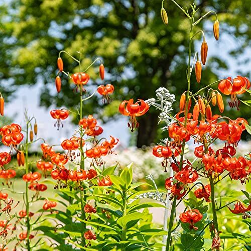 WJKWY-Q bulbi di giglio Pianta rustica Perenne Fiore bulbi Giglio africa Fiore d'arancio Piante da giardi Piante raro 2bulbo